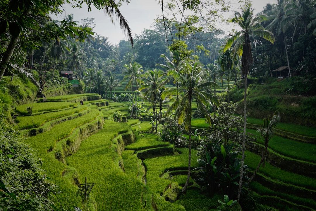 Bali Tours: Drivers, Day Trips and the Sunrise Trek Question